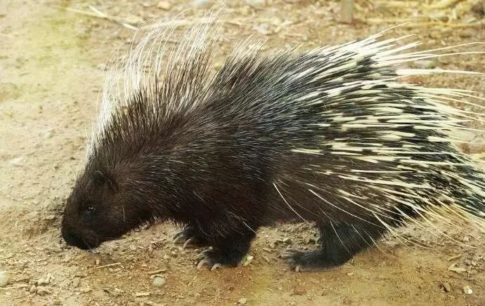 豪猪的百科知识你知道多少呢