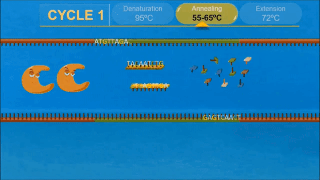 那个发明pcr,能让dna成亿倍"放大"的好玩科学家去世了