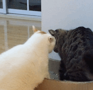 302_294gif 动态图 动图