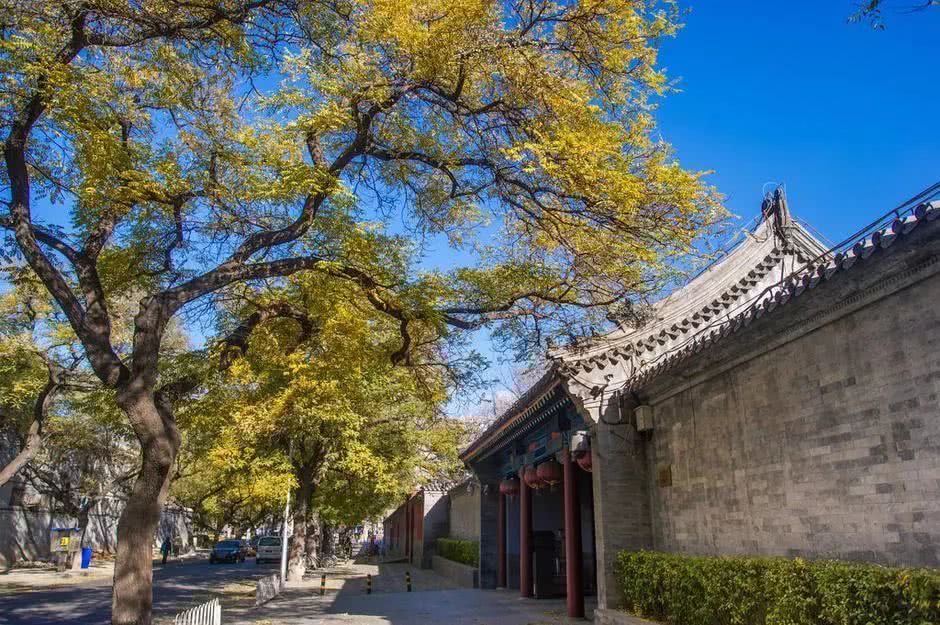 老北京的槐树见证世代京城生活的沧桑百味