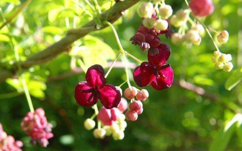 贵州安顺地区可以种植八月瓜吗?