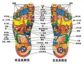 三焦:生理功能:通行元氣,總司氣機和氣化,為水液運行的道路.5.