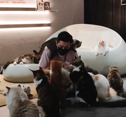 独撸猫不如众撸猫！广州撸猫聚集地指南，猫奴必打卡的解压圣地！-搜狐大视野-搜狐新闻