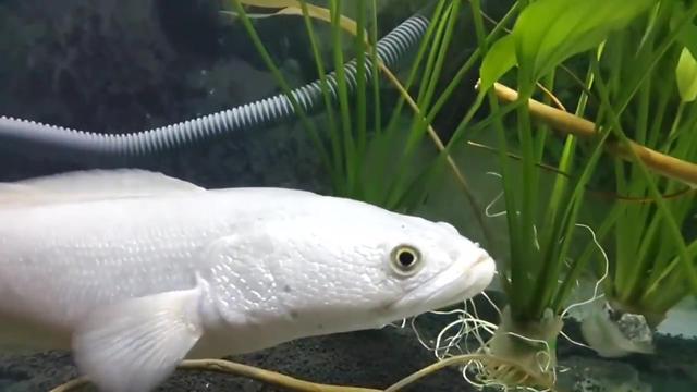 黑鱼为什么这样白白化黑鱼