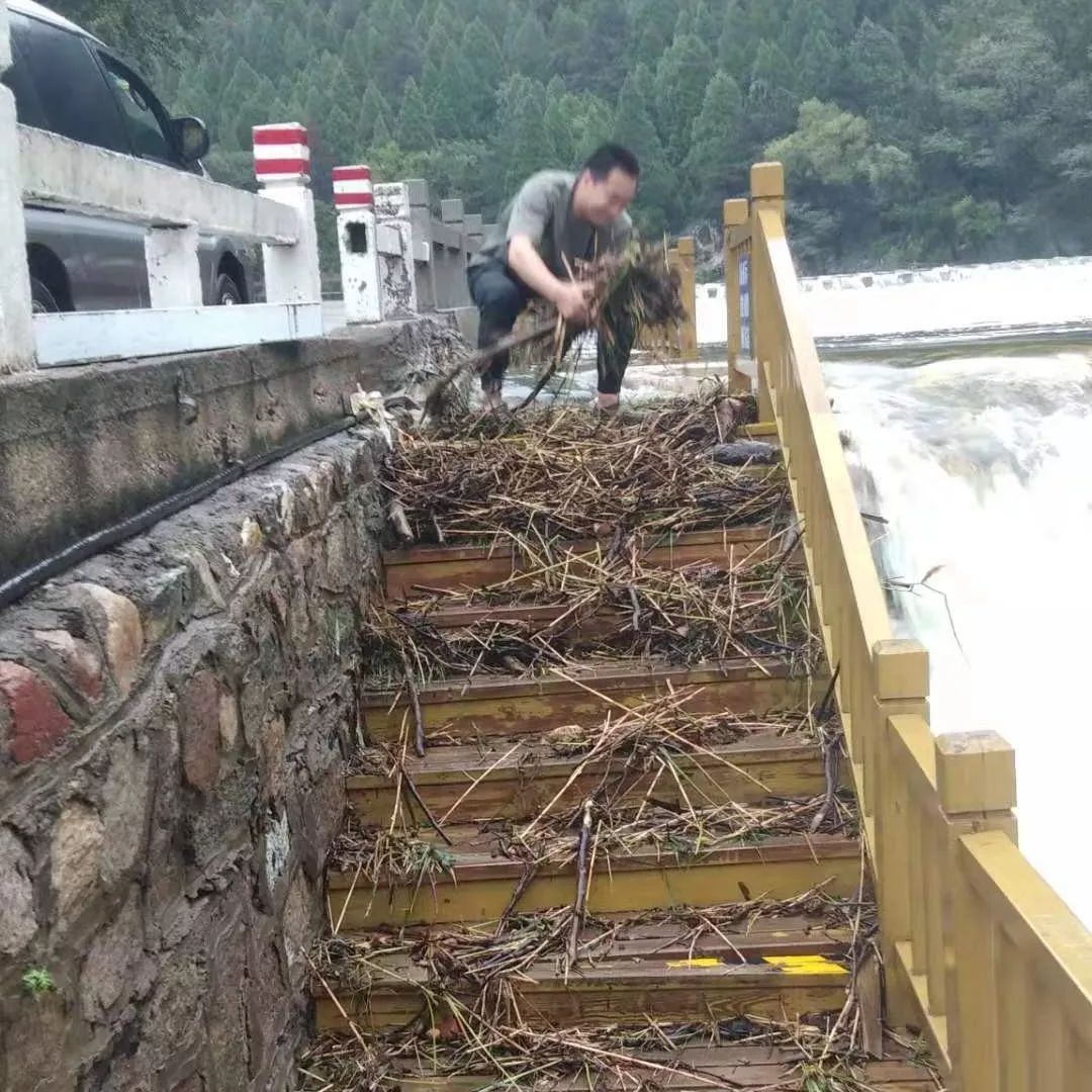 1灵岩管理区灵岩管理区协同灵岩寺管委会排查古树受灾情况.