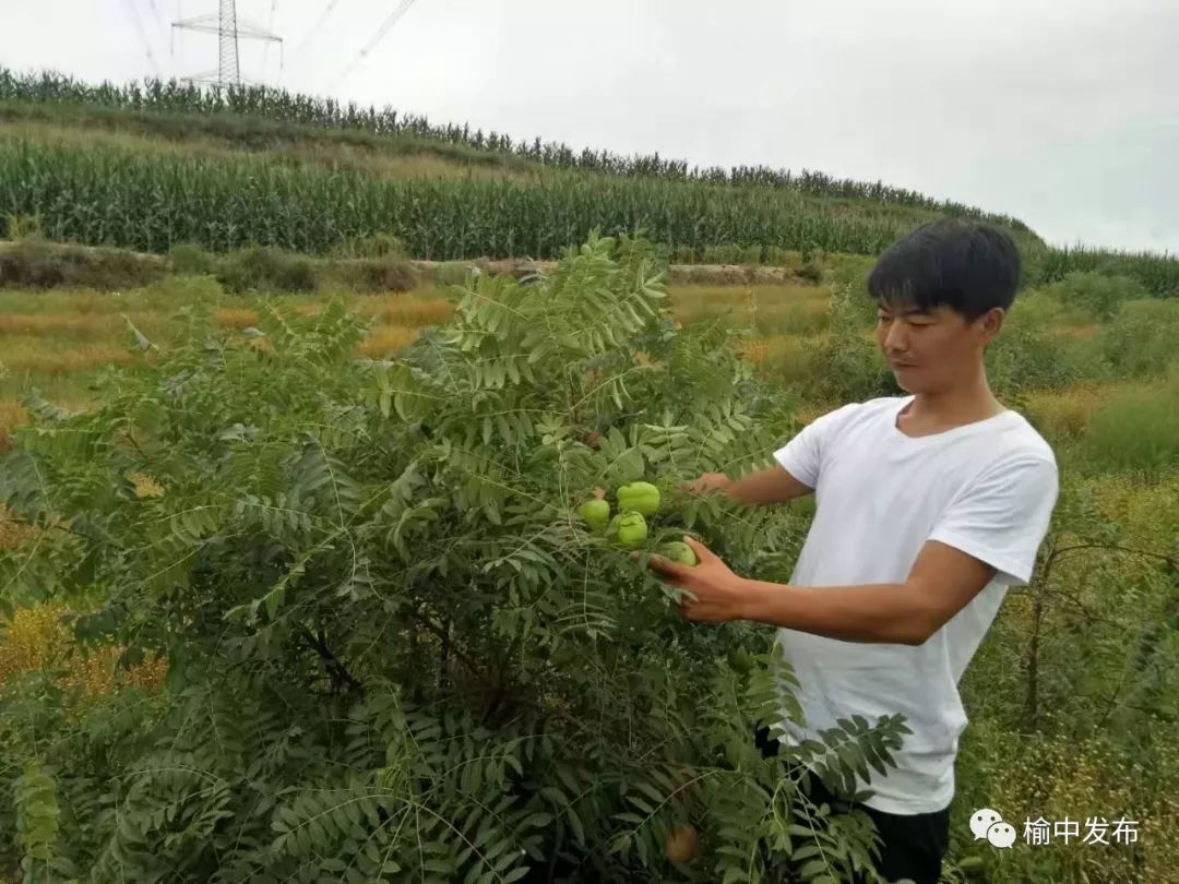 文冠果为什么没人种植(文冠果为什么没人种植开花有毒吗)