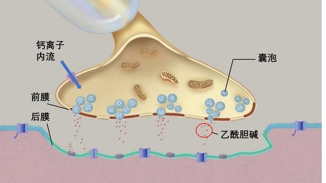 使突触小泡向前移动并释放出乙酰胆碱,乙酰胆碱与肌细胞的后膜受体