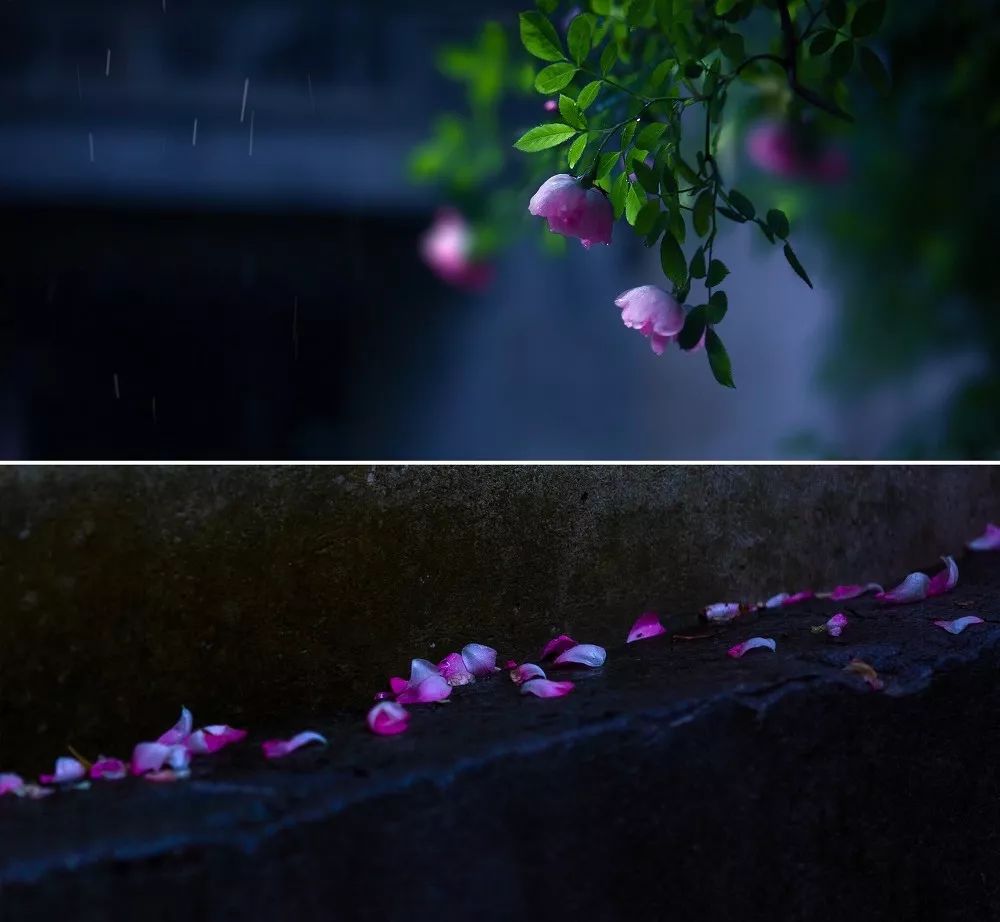 禅乐梧桐月苍凉缥缈幽静空灵