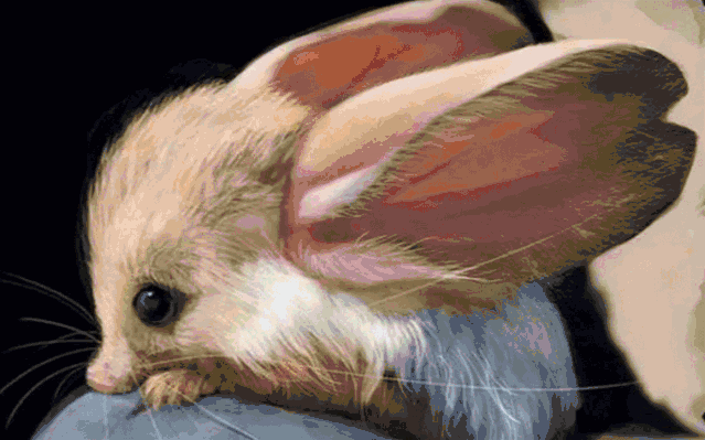 639_399gif 动态图 动图