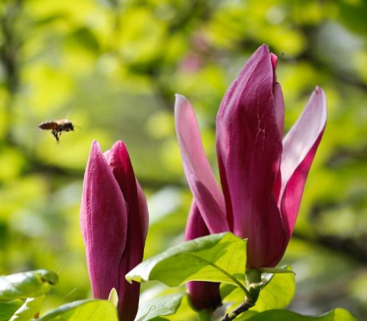 2019年3生肖惹不起,出门遇财神,贵人上门来,以后富贵多金_喜鹊