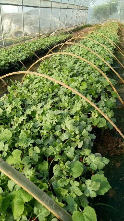 新手种植蔬菜技术 新手种植蔬菜技术要点