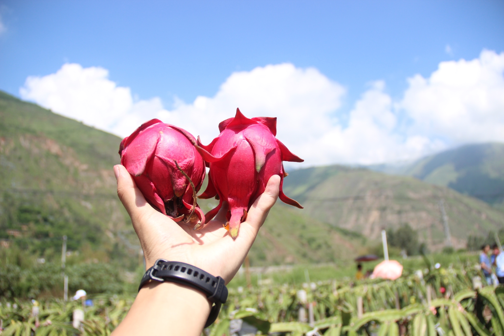 昆明市东川区小江干热河谷火龙果种植基地的摘果体验
