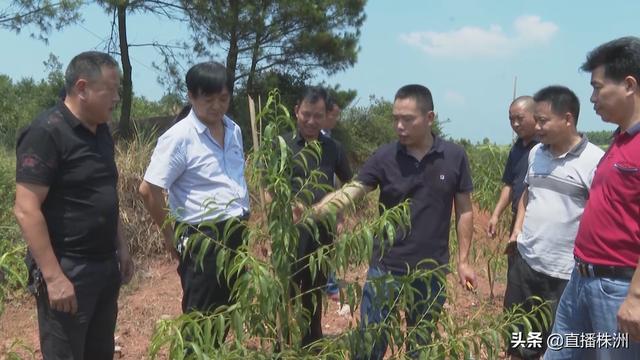 一大早,湖南省林业科学院研究员张良波驱车200多公里,来到攸县渌田镇