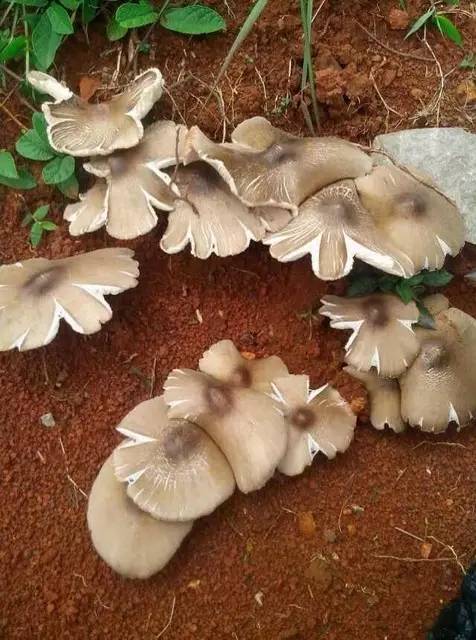 野生鸡枞菌的季节到了你还在家里等什么