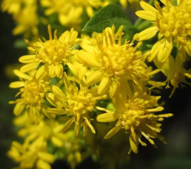 8月13日狮子星座花泽菊秋麒麟草