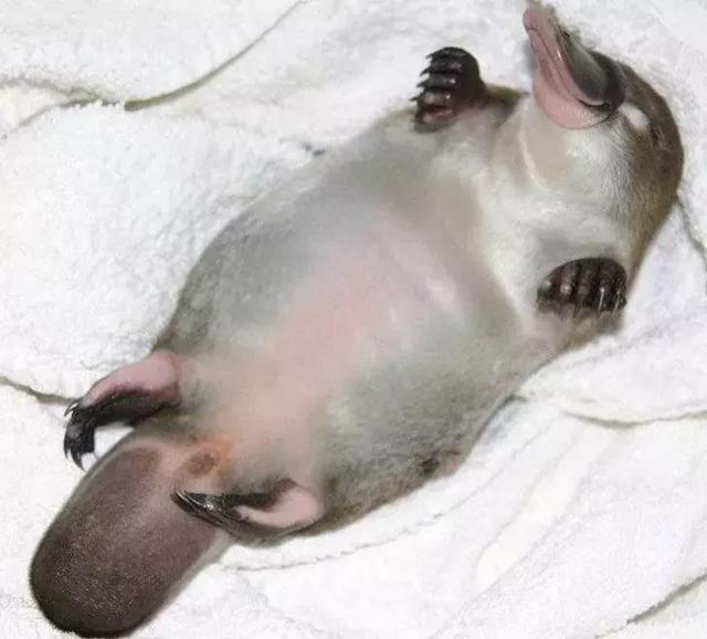 15. 这是一只小鸭嘴兽.16. 膨胀前后的1升塑料瓶.17.