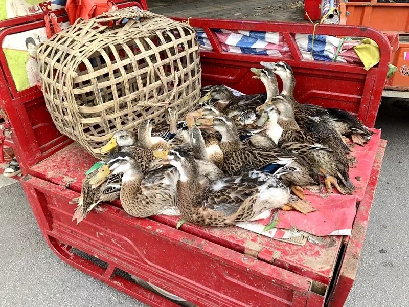 在贵港,七月十四"鬼节"为什么是劏鸭而不是劏鸡?