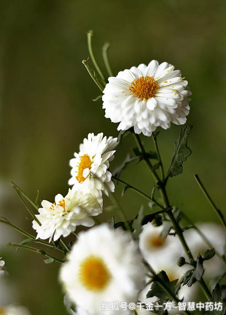 01,杭白菊四大名菊分别是杭菊(又分为杭白菊和杭黄菊),亳菊,滁菊,怀菊