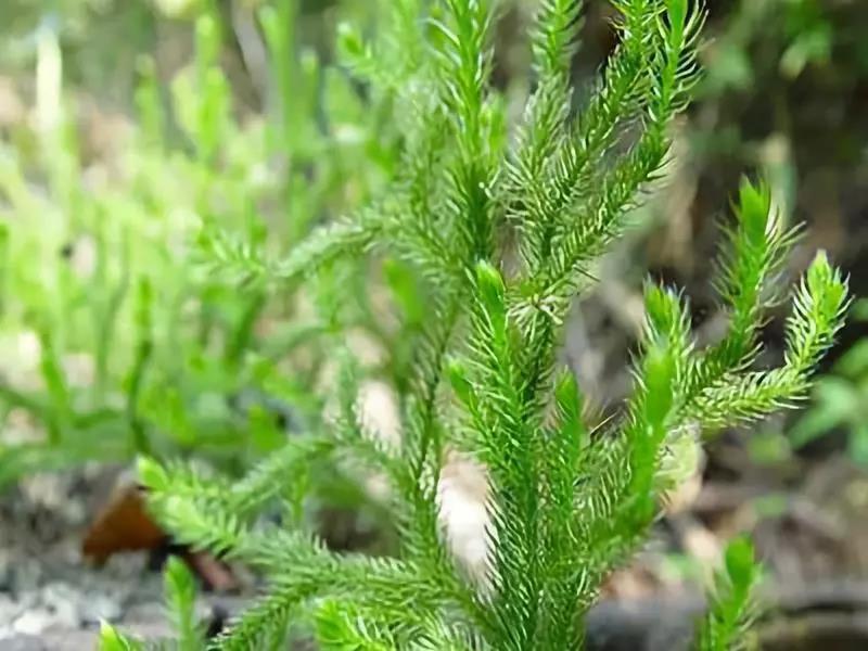 伸筋草15g将上药水煎取汁,适当温度时足浴20～30分钟,每日一次,每次一