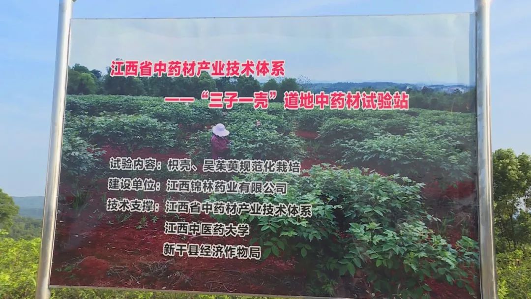 峡江发展药材种植实现坐地生金