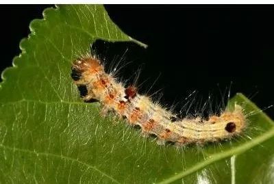 惊恐有人在城区绿化林带内大量放蜂居然说是护林