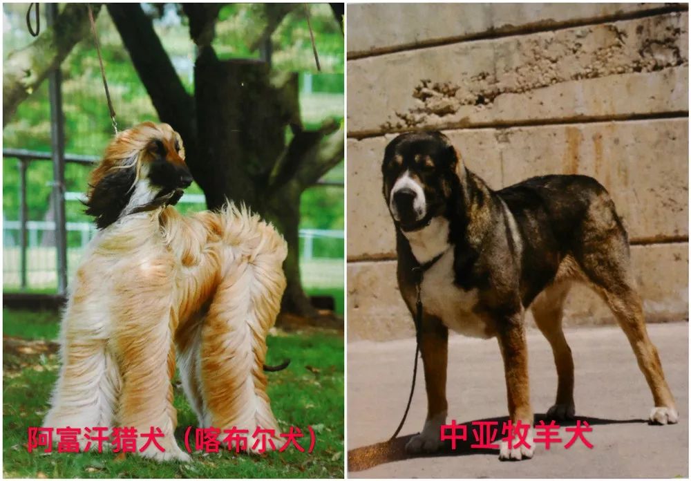 爾索犬),羅威納犬(別稱羅威,羅特威勒),紐波利頓獒犬(別稱意大利獒犬