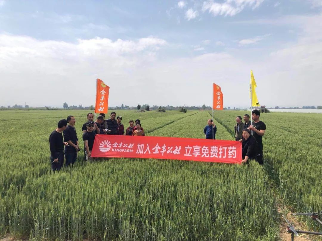 解密金丰公社如何破冰阎良首例全程托管