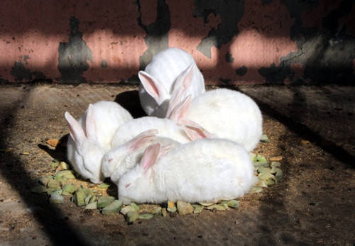 自然要及时给兔子的耳朵做好处理才行的,那么宠物主人可以先用棉签沾