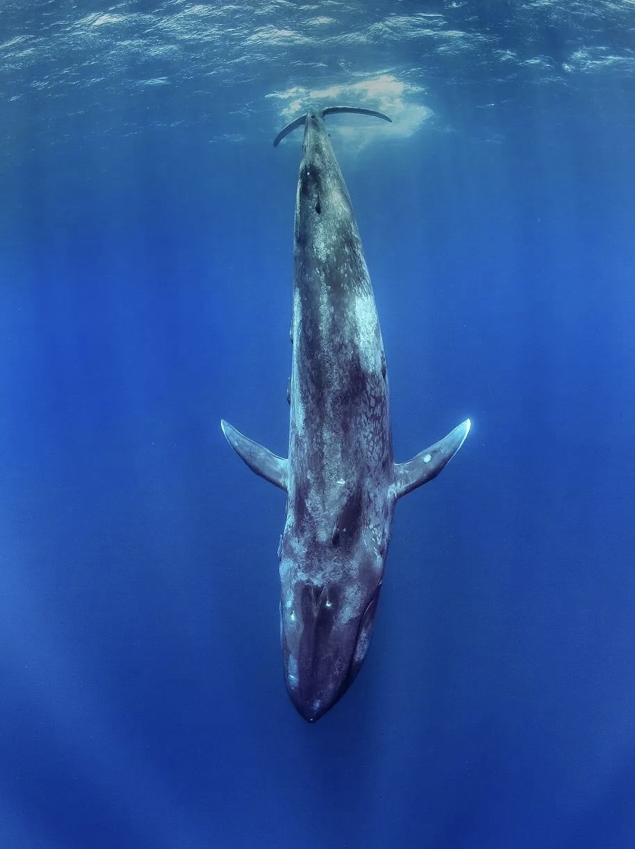 用五十二赫兹的频率看过形影单只的海鸥我见过成群结队的鱼群看过旭日