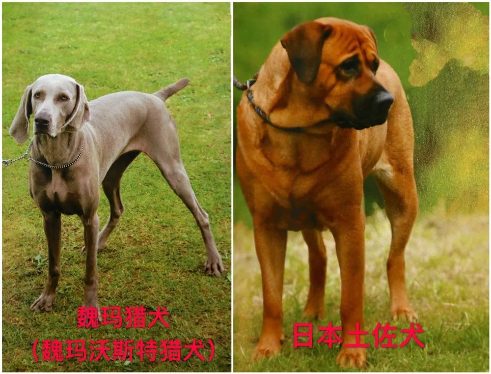 爾索犬),羅威納犬(別稱羅威,羅特威勒),紐波利頓獒犬(別稱意大利獒犬