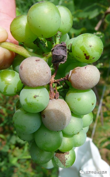 葡萄白腐病症状识别:葡萄白腐病主要为害果穗,也为害枝蔓和叶片.