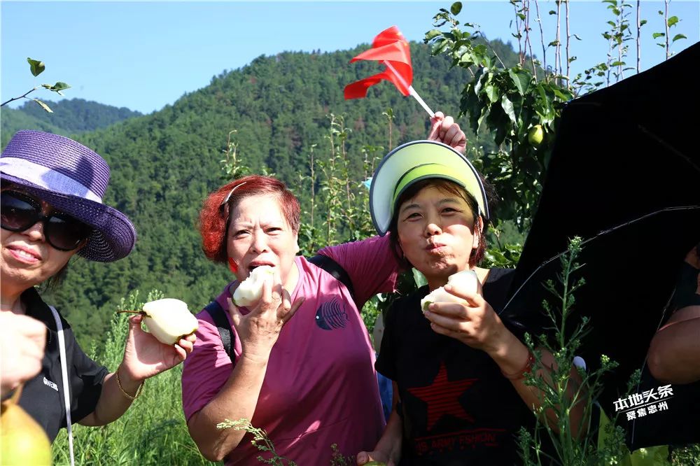 【网友e家亲】他来了,他来了!他捧着脆爽味甜的精华梨向你走来了