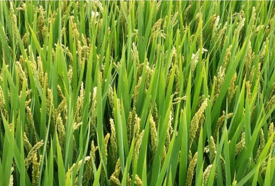 原创水稻3片叶控制75产量水稻抽穗扬花期农民需保护功能