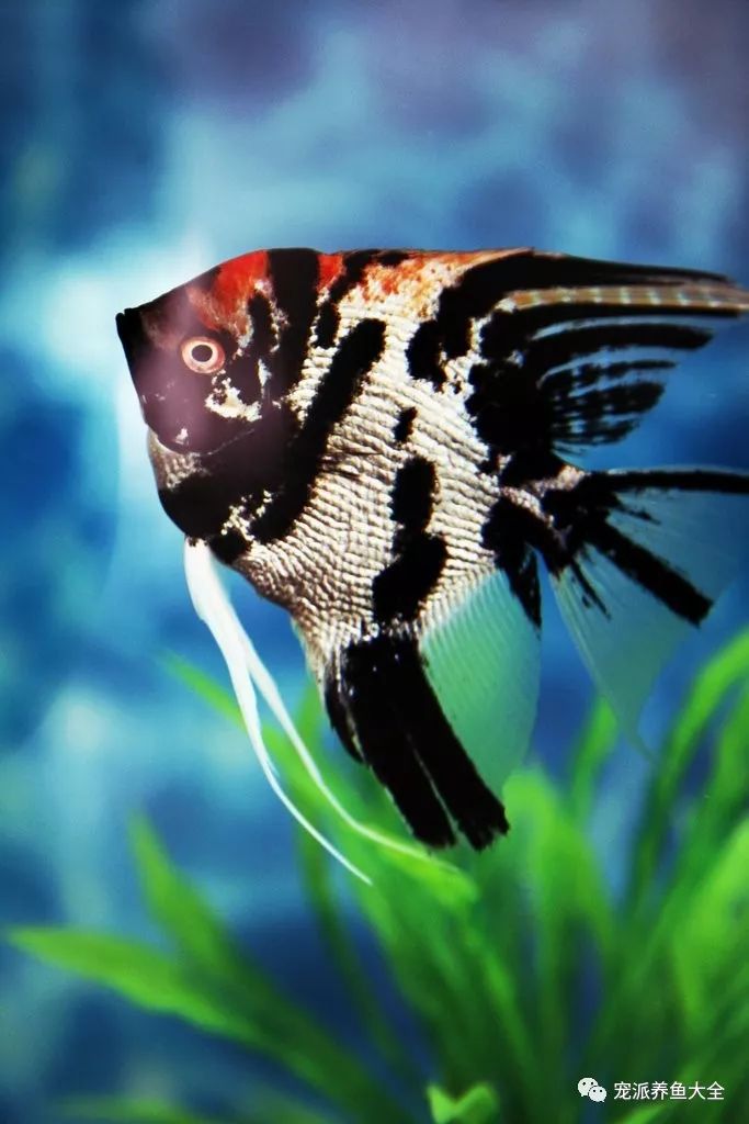 每日一鱼鸳鸯神仙前半身银白后半身全黑色