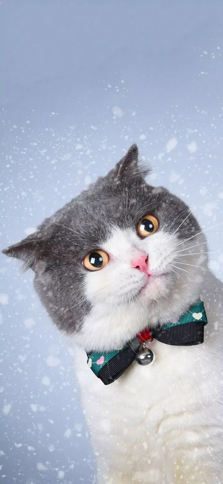 80张超可爱的猫咪壁纸你确定不来选一张