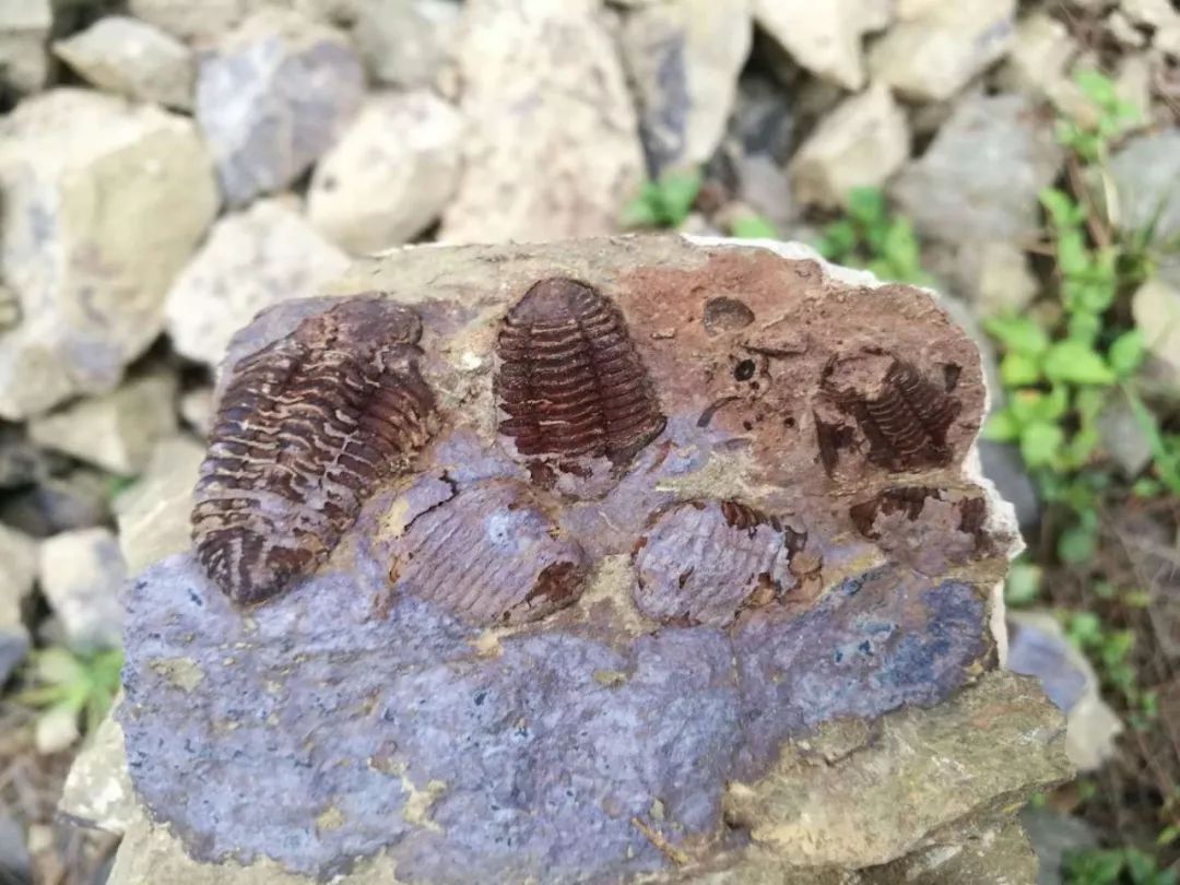 湖南的角石化石硬度高得恐怖,一锤子下去可能火花四