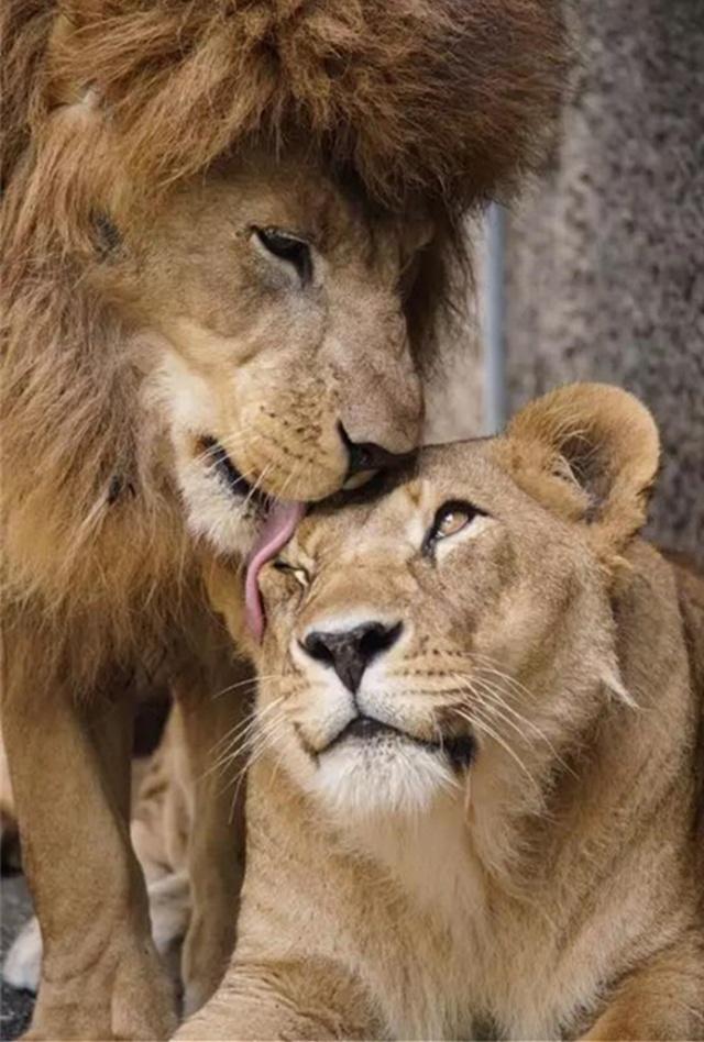 一对狮子恩爱多年床头吵架床尾和却在520到来前夕阴阳相隔