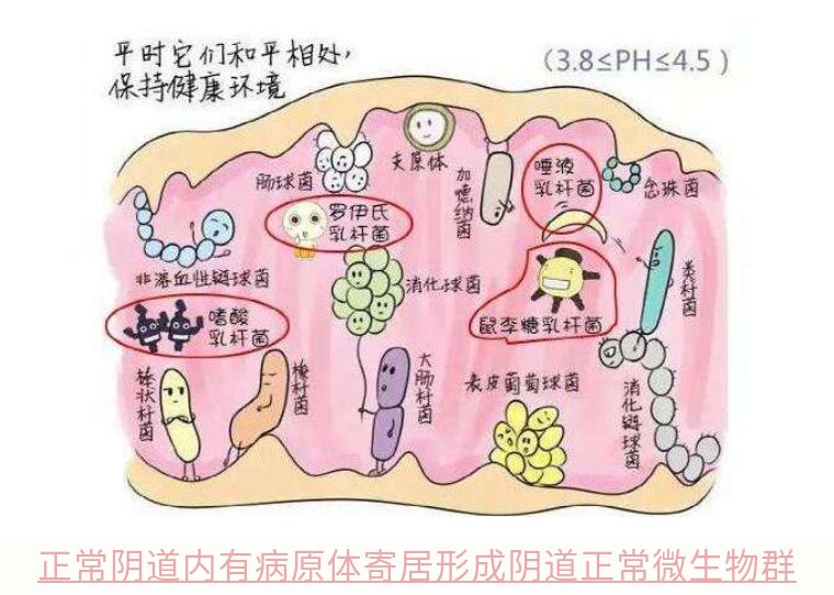 阴道详细说明书只此一份请收藏好