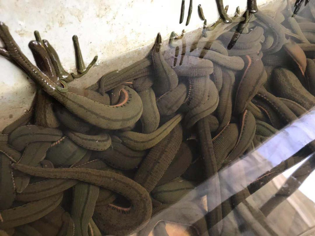 新奇蚂蟥居然这么值钱有中山人把吸血虫变成了吸金器