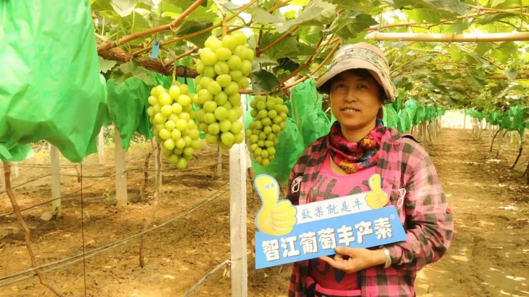 阳光玫瑰葡萄种苗哪买