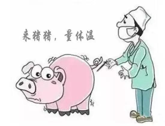 最近高发猪无名发烧是什么原因?教你如何退烧!