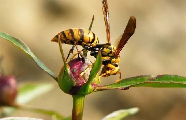 惊险| 消防员连端上百个马蜂窝!马蜂猖獗季大家要小心
