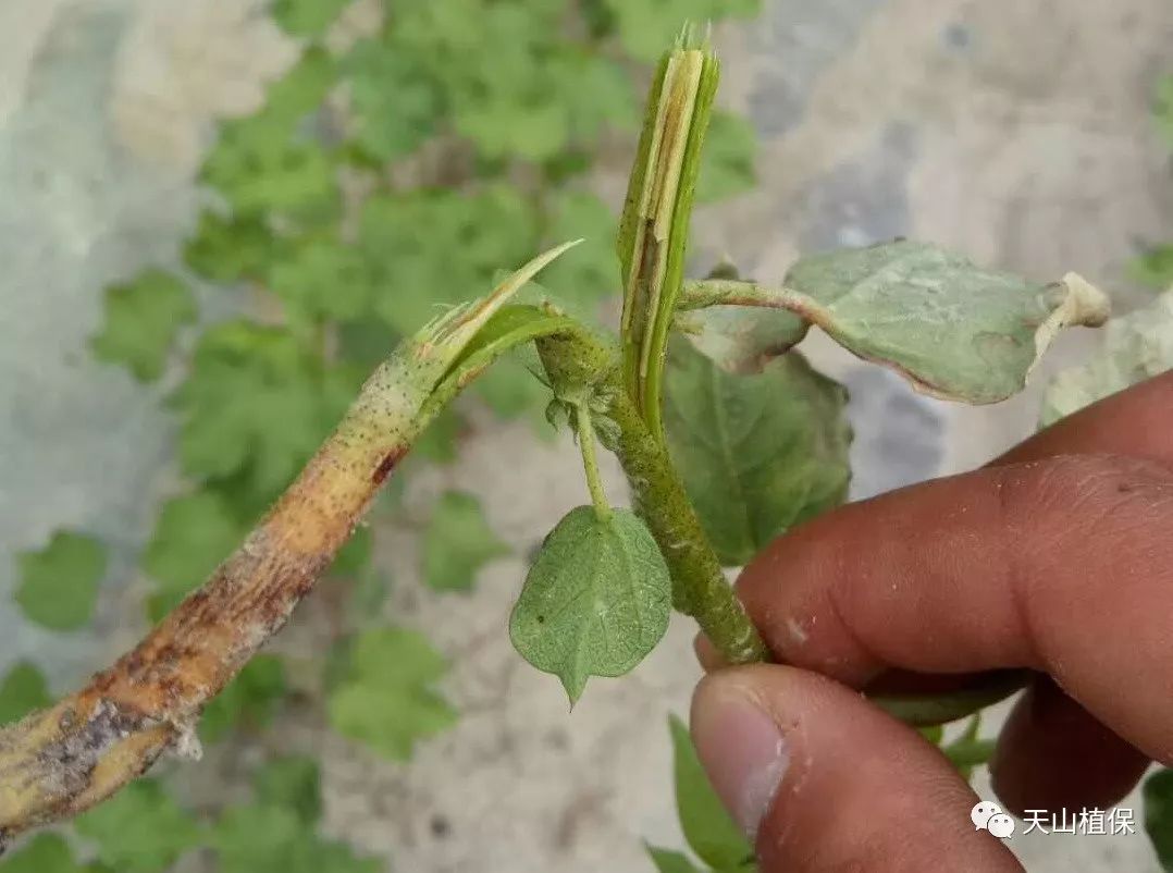 棉花枯萎病与黄萎病的异同点_发病