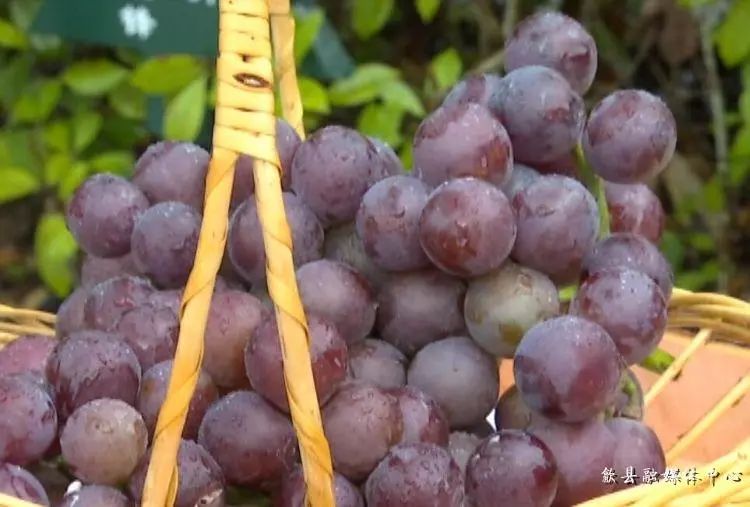品味歙县61自在乡村桂林镇宋村千亩葡萄喜丰收十里果香醉游人