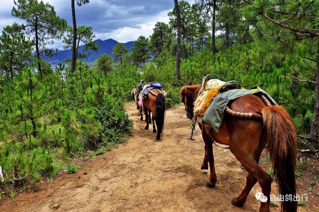 马帮精神,茶马古道的赶马人-搜狐大视野-搜狐新闻