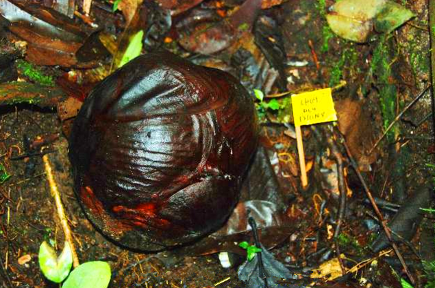 游客雨林找到大片"腐尸花",当地居民见此远远避开而行