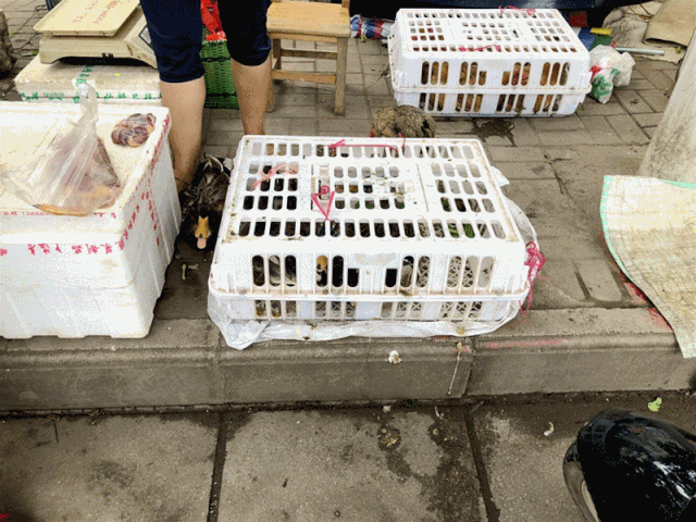 七月十四将至贵港人又准备开启杀鸭模式