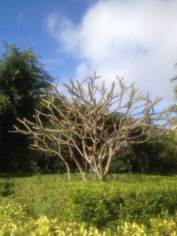 光棍树属于大戟科的一种肉质木本植物,整株树无花无叶,仅剩光秃秃的