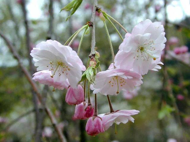 美国垂枝红樱 /重瓣樱花小苗 垂枝樱花嫁接苗