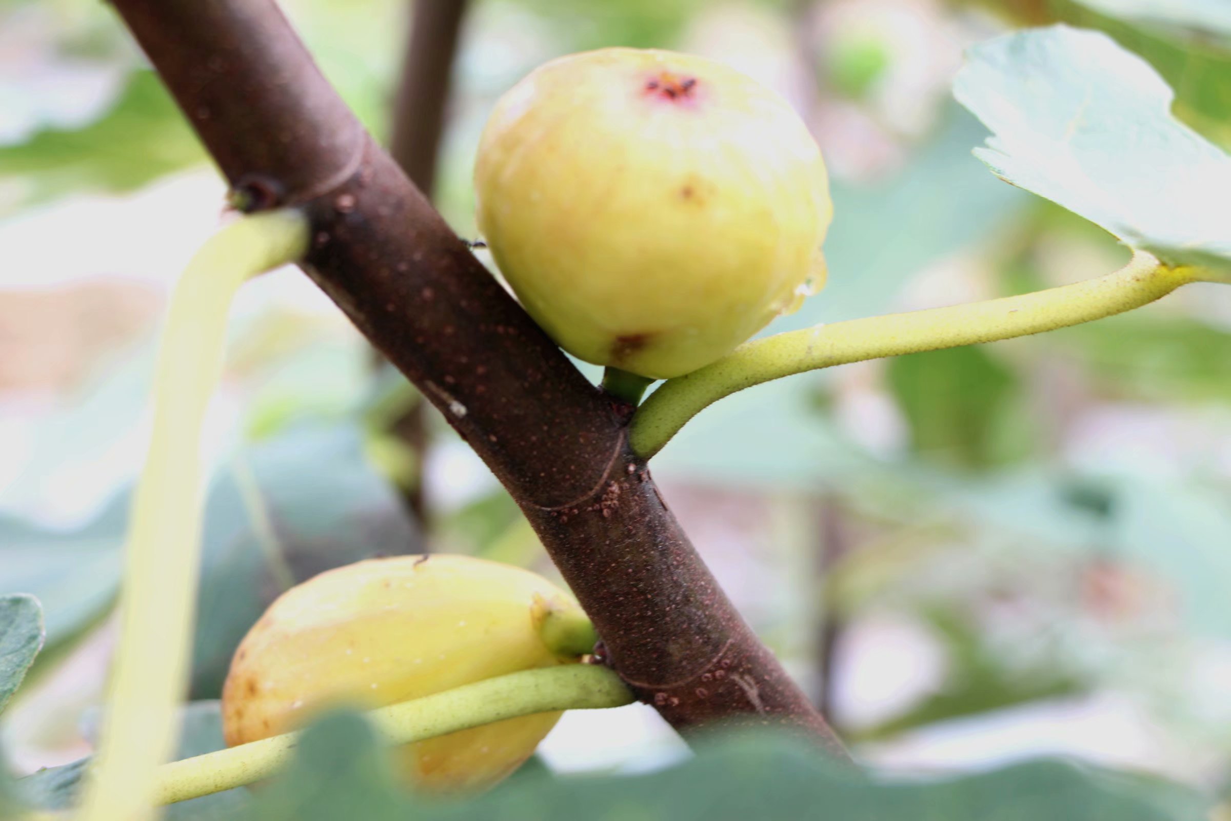 甜蜜的梦想等你尝 --访九江市柴桑区新塘乡无花果基地负责人郑中新